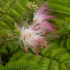 Perzische Slaapboom Als Halfstam (Albizia Julibrissin)