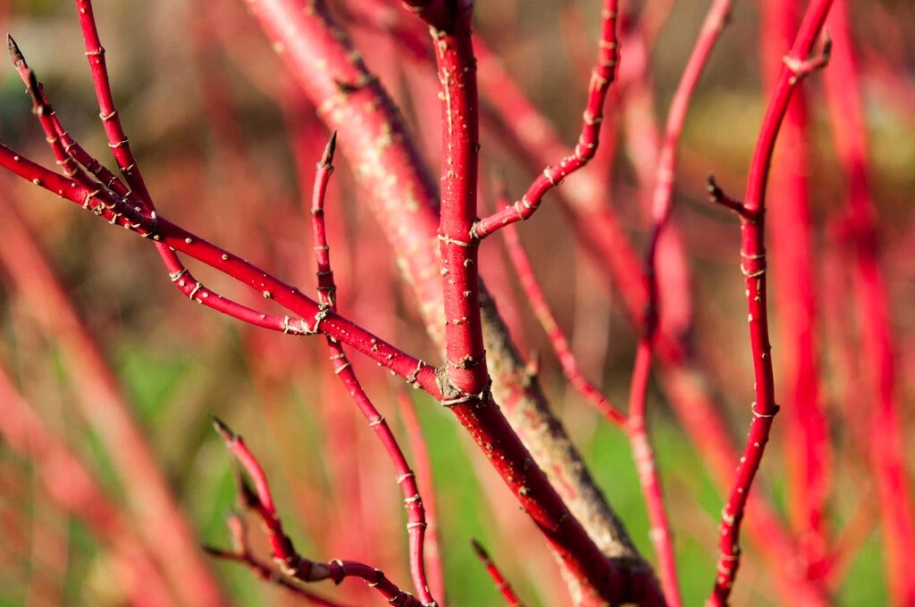 Bloeiende Haag, Hoog 2 Bloeiende Haag, Hoog - Afbeelding 2