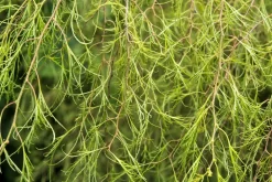 Berk (Betula Pendula 'Karaca')