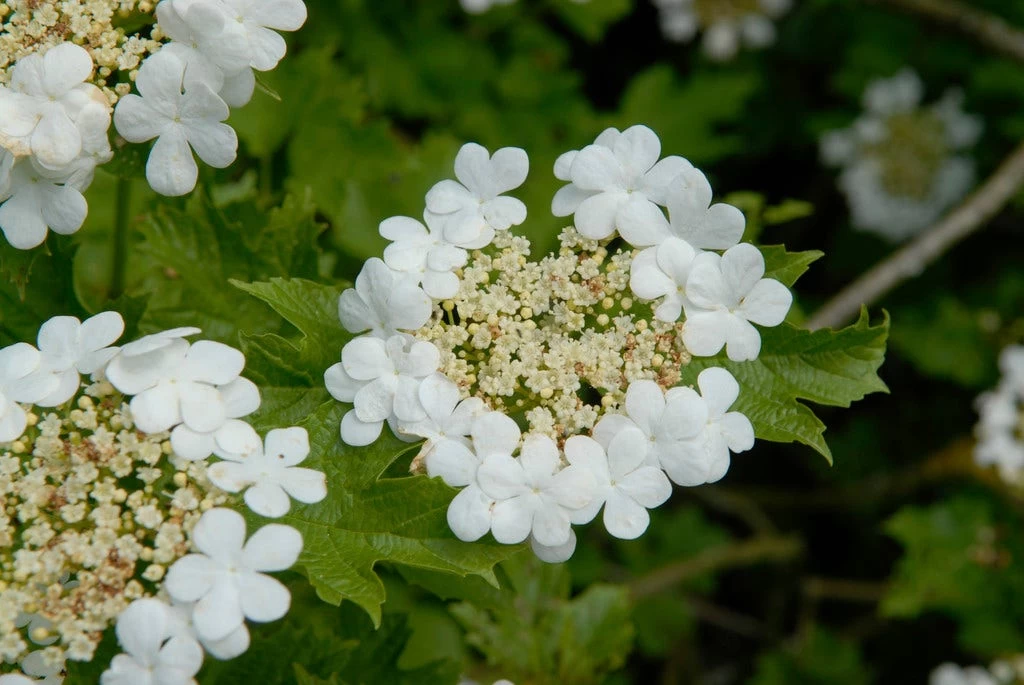 Gelderse Roos (Viburnum Opulus)