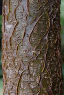 Maackia (Maackia Amurensis) 6 Maackia (Maackia Amurensis) -Tuinplanten Winkel vami04434 1