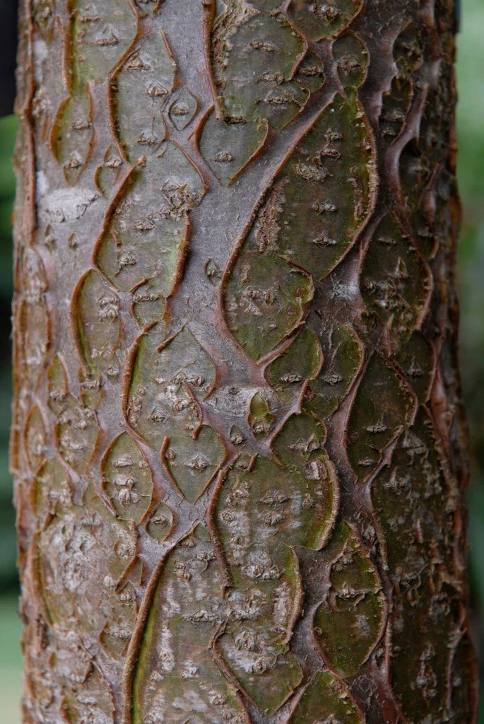 Maackia (Maackia Amurensis) 3 Maackia (Maackia Amurensis) - Afbeelding 3