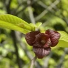 Pawpaw (Asimina Triloba)