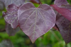 Meerstammige Judasboom (Cercis Canadensis 'Forest Pansy')