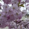 Zuilvormige Sierkers (Prunus 'Spire')