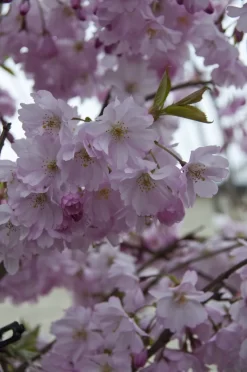 Zuilvormige Sierkers (Prunus 'Spire')