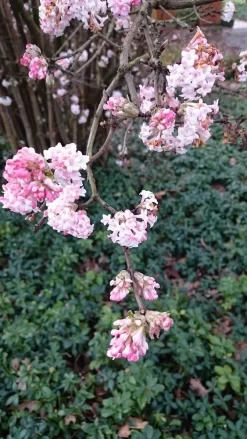 Sneeuwbal (Viburnum Bodnantense 'Dawn') -Tuinplanten Winkel viburnum bodn. charles lamont 2