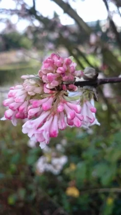 Sneeuwbal (Viburnum Bodnantense 'Charles Lamont') -Tuinplanten Winkel viburnum bodn. charles lamont 3