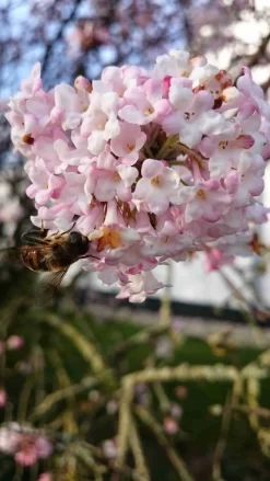 Sneeuwbal (Viburnum Bodnantense 'Charles Lamont') -Tuinplanten Winkel viburnum bodn. charles lamont 5