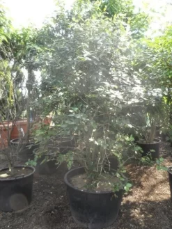 Sneeuwbal (Viburnum Burkwoodii) -Tuinplanten Winkel viburnum burkwoodii 200 250 300 c240