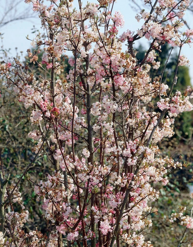 Sneeuwbal (Viburnum Bodnantense 'Charles Lamont') 2 Sneeuwbal (Viburnum Bodnantense 'Charles Lamont') - Afbeelding 2