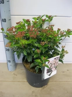 Groenblijvende Sneeuwbal (Viburnum Tinus 'Eve Price') 24 Groenblijvende Sneeuwbal (Viburnum Tinus 'Eve Price') -Tuinplanten Winkel viburnum eve price c5 6 11 2018 2