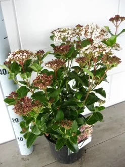 Sneeuwbal (Viburnum Tinus 'Lisa Rose') -Tuinplanten Winkel viburnum lisarose c5 05 09 2017 1 1