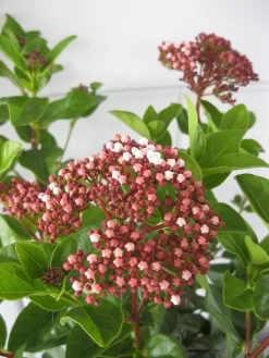 Tuinplanten Winkel -Tuinplanten Winkel viburnum lisarose c5 28 08 2017 3 1