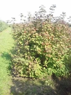 Gelderse Roos (Viburnum Opulus) -Tuinplanten Winkel viburnum opulus 150 200 1