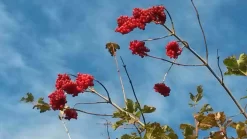 Gelderse Roos (Viburnum Opulus) -Tuinplanten Winkel viburnum opulus 1 1
