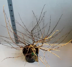 Sneeuwbal (Viburnum Plicatum 'Mariesii') 10 Sneeuwbal (Viburnum Plicatum 'Mariesii') -Tuinplanten Winkel viburnum plic mariessii 80 10 cm co. 10lv kopie