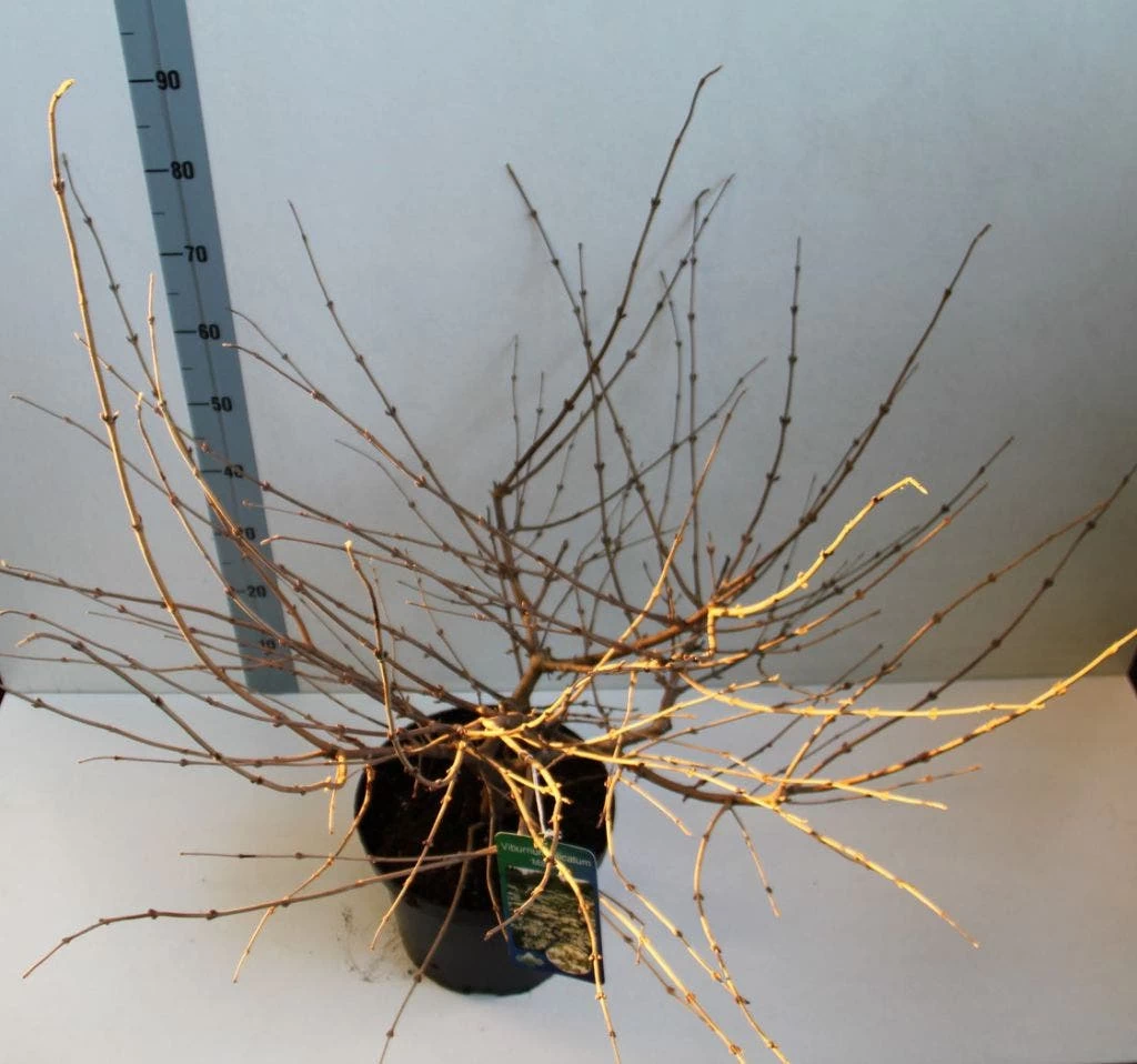 Sneeuwbal (Viburnum Plicatum 'Mariesii') 5 Sneeuwbal (Viburnum Plicatum 'Mariesii') - Afbeelding 5