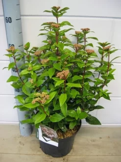 Sneeuwbal (Viburnum Tinus 'Spirit') -Tuinplanten Winkel viburnum spirit c5 7 2 2019 1 2