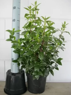 Sneeuwbal (Viburnum Tinus 'Spirit') -Tuinplanten Winkel viburnum tinus 40 50 c3 april 2 2