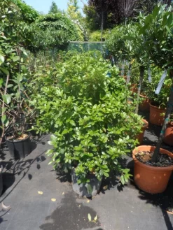 Groenblijvende Sneeuwbal (Viburnum Tinus 'Eve Price') 26 Groenblijvende Sneeuwbal (Viburnum Tinus 'Eve Price') -Tuinplanten Winkel viburnum tinus eve price 80 100 c20