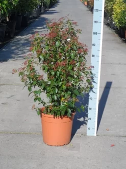 Groenblijvende Sneeuwbal (Viburnum Tinus 'Eve Price') 21 Groenblijvende Sneeuwbal (Viburnum Tinus 'Eve Price') -Tuinplanten Winkel viburnum tinus eve price 80 100 c20