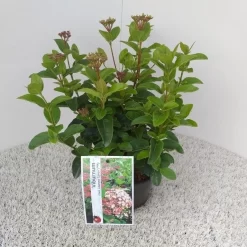 Sneeuwbal (Viburnum Tinus 'Lisa Rose') -Tuinplanten Winkel viburnum tinus lisarose pbr