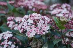 Sneeuwbal (Viburnum Tinus 'Spirit') -Tuinplanten Winkel viburnum tinus spirit 03 2