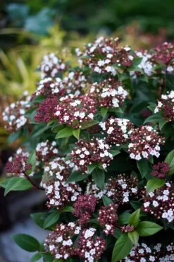 Sneeuwbal (Viburnum Tinus 'Spirit') -Tuinplanten Winkel viburnum tinus spirit 01