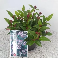 Sneeuwbal (Viburnum Tinus 'Spirit') -Tuinplanten Winkel viburnum tinus spirit pbr 2