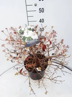 Sneeuwbal (Viburnum Plicatum 'Watanabe') -Tuinplanten Winkel viburnum watanabe c10 v02