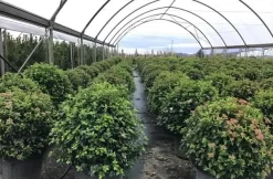 Sneeuwbal Als Bolvorm (Viburnum Tinus 'Eve Price') -Tuinplanten Winkel viburnumtinuseveprice