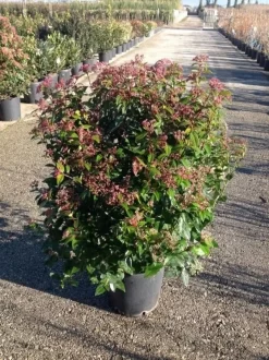 Sneeuwbal (Viburnum Tinus 'Spirit') -Tuinplanten Winkel viburnumtinusgl03 2