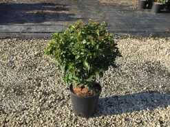 Sneeuwbal (Viburnum Tinus 'Spirit') -Tuinplanten Winkel viburnumtinusspirit01 2