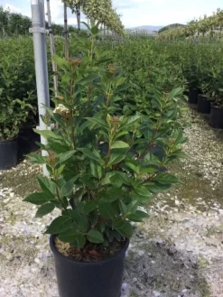 Sneeuwbal (Viburnum Tinus 'Spirit') -Tuinplanten Winkel viburnumtinusspirit02