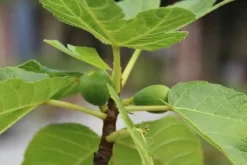 Vijg Als Solitair (Ficus Carica) 14 Vijg Als Solitair (Ficus Carica) -Tuinplanten Winkel vijg 1 1
