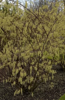 Staartaar (Stachyurus Praecox) -Tuinplanten Winkel vima04862 1
