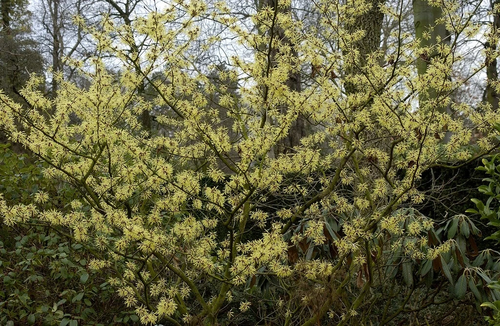 Toverhazelaar (Hamamelis Intermedia 'Arnold Promise') 2 Toverhazelaar (Hamamelis Intermedia 'Arnold Promise') - Afbeelding 2