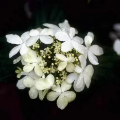 Sneeuwbal (Viburnum Plicatum 'Watanabe') -Tuinplanten Winkel vipwatan 8
