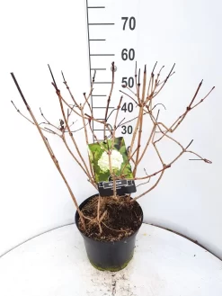 Sneeuwbal (Viburnum Opulus 'Roseum') -Tuinplanten Winkel virburnum opulus roseum c10 v01 1