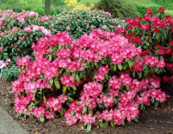 Dwergrhododendron (Rhododendron 'Morgenrot')