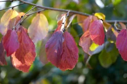 Grote Parrotia (Parrotia Persica) 9 Grote Parrotia (Parrotia Persica) -Tuinplanten Winkel visi105613