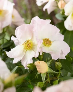 Uitgelichte producten 15 Roos (Rosa 'Sally Holmes')