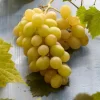 Witte Druif (Vitis Vinifera 'Italia')