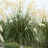 Pampasgras (Cortaderia Selloana 'Senior')