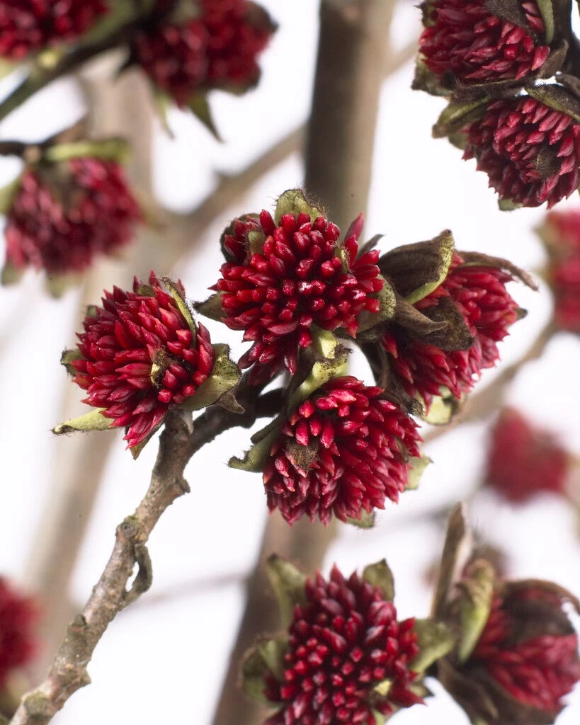 Grote Parrotia (Parrotia Persica) 2 Grote Parrotia (Parrotia Persica) - Afbeelding 2