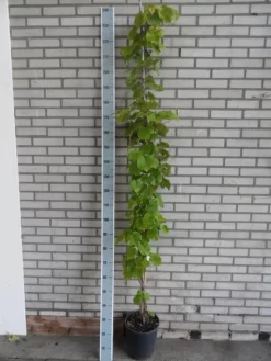 Sierdruif (Vitis Coignetiae) -Tuinplanten Winkel vitis coignetiae 175 200 c10