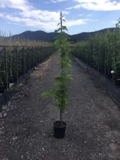 Witte Druif (Vitis Vinifera)