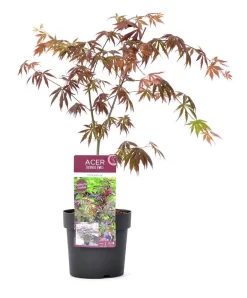 Japanse Esdoorn (Acer Palmatum 'Trompenburg') 11 Japanse Esdoorn (Acer Palmatum 'Trompenburg') -Tuinplanten Winkel wep 2333trompenburg