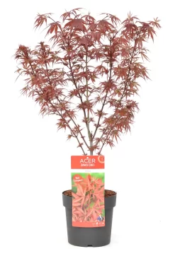 Japanse Esdoorn (Acer Palmatum 'Shaina') -Tuinplanten Winkel wep 8772